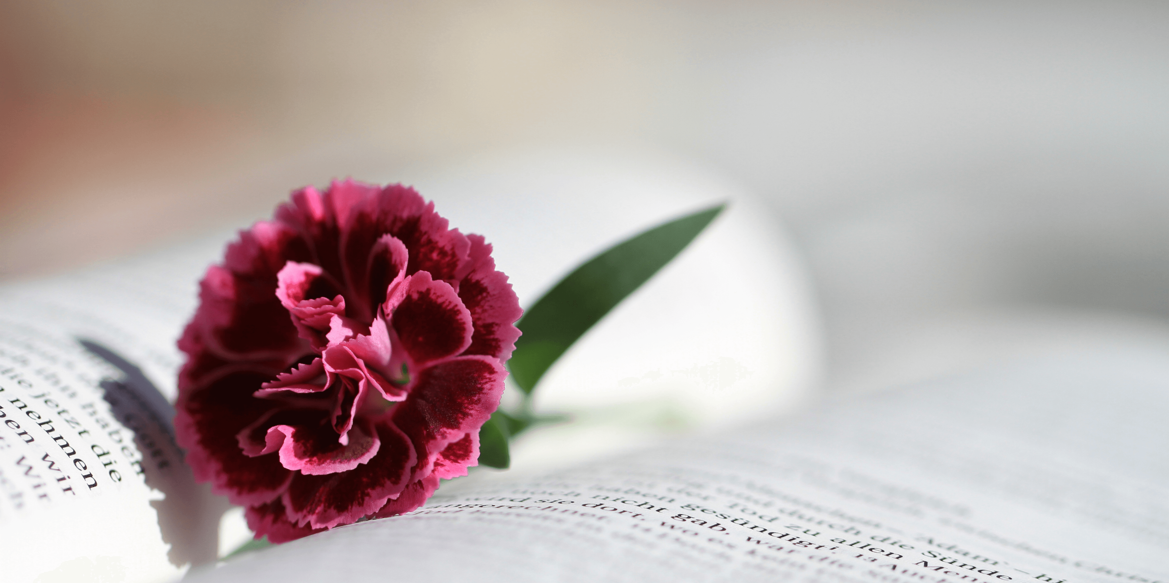 A dark red flower with a single green leave sits on the open pages of a bible